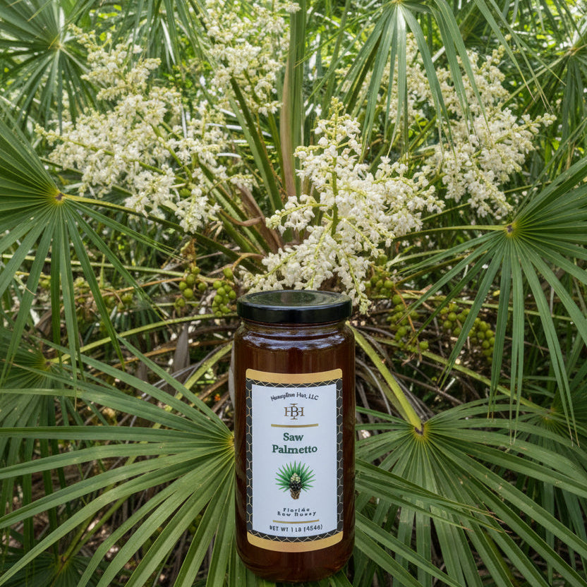 Saw Palmetto