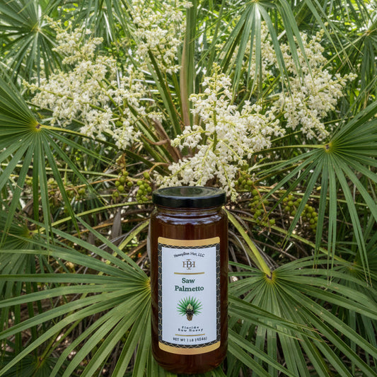 Saw Palmetto